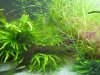 Cladophora 009a.jpg