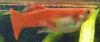 Guppy2.jpg