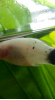 platy2.png