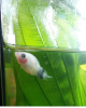 platy3.png