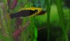 Platy.jpg