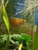 Honiggurami13.jpg