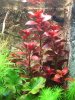 Ludwigia repens Rubin.jpg