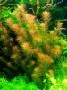 Rotala hippuris (Tannenwedel-Rotala).jpg