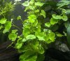 Hydrocotyle leucocephala (Brasilianischer Wassernabel).jpg