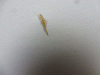 P1020168.gif