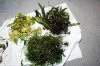 Pflanzen1_270718.jpg