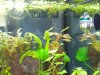 DSCN0699.JPG