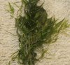 Heteranthera zosterifolia.jpg Heteranthera zosterifolia.jpg