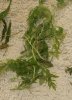 Hygrophila diformis.jpg Hygrophila diformis.jpg