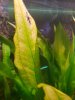 Blatt Amazonas-Schwertpflanze.jpg