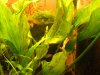 DSC00963test80.JPG