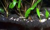 L46-Larven_180819.jpg