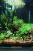 Eheim 30L blue chelly.jpg