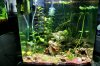 Eheim 30L jellow fire.jpg Eheim 30L jellow fire.jpg