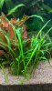 IMG_20200813_074954_resize_51.jpg