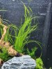 Aquarium 20201128_212002.jpg