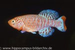 Nothobranchius-rachovii-FSWMY0953.jpg