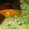 Bild2Aquariumforum.jpg Bild2Aquariumforum.jpg