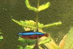 tempImagetoA3UK.png