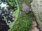 DSC02992.JPG