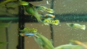 Endler-Guppys3kl.JPG