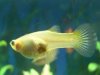 Guppy.jpg