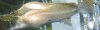 Fadenfisch - Krank -  -000002.JPG