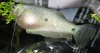 Fadenfisch - Krank -  -000001.jpg