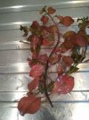 IMG_20211103_153046.jpg