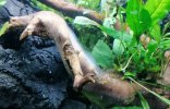 schimmel-wurzel-aquarium-1110x712.jpg