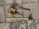 IMG_2556.jpeg