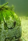 Schnecke.jpg