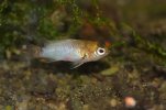 badis_w_1.jpg