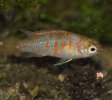 badis_w_3.jpg