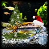 Picsart_22-12-23_17-02-25-021.jpg
