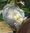fisch1.JPG fisch1.JPG