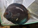 fisch2.JPG fisch2.JPG