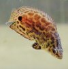 buschfischkl2.jpg