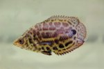buschfischkl3.jpg