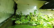 Phyllantuslol.jpg Phyllantuslol.jpg