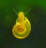 Microschnecke.jpg