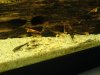 DSC00933test80.JPG
