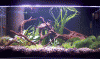 Aquarium 11.12.06.gif