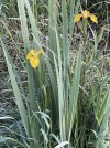 IMG_5622.jpeg