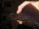 2  Pterygoplichthys gibbiceps.jpg