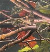 IMG_6447.jpeg