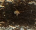 triops.jpg triops.jpg