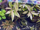 IMG_0411.jpeg