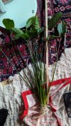PXL_20231226_172710044.jpg